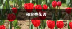 郁金香花语