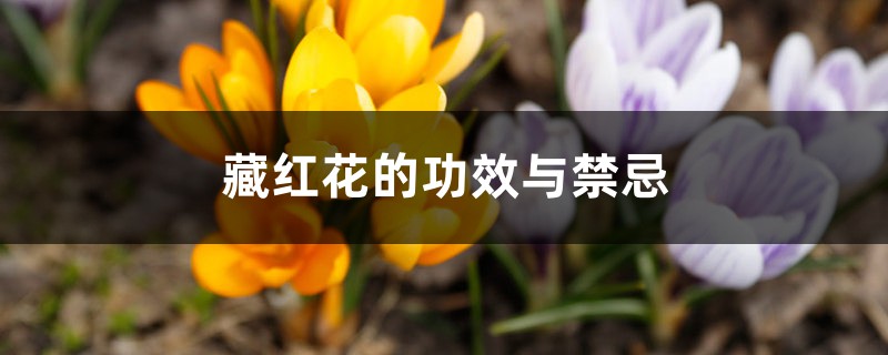 藏红花的功效与禁忌