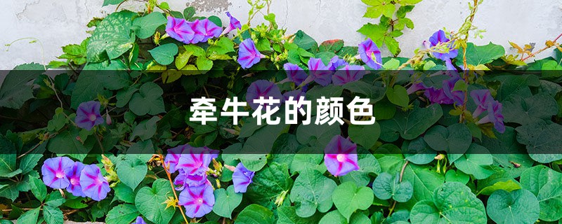 牵牛花的颜色是什么，什么时候开花