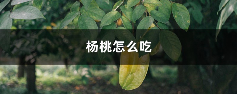 杨桃怎么吃，杨桃的功效