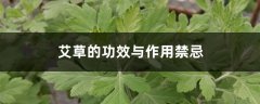 艾草的功效与作用禁忌