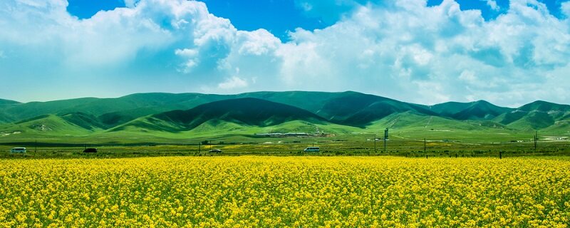 油菜花的习性