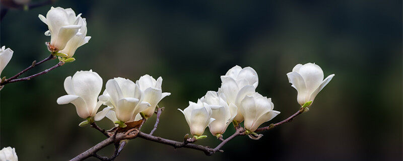 白玉兰花语