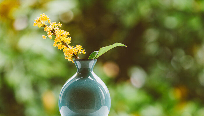 院子里种桂花树的禁忌