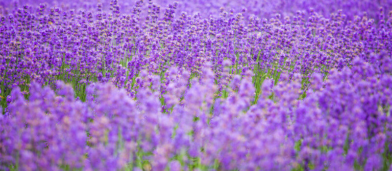 薰衣草花语