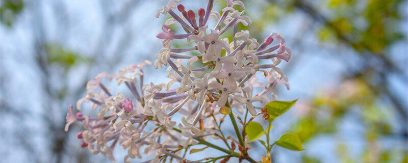 紫丁香花花语