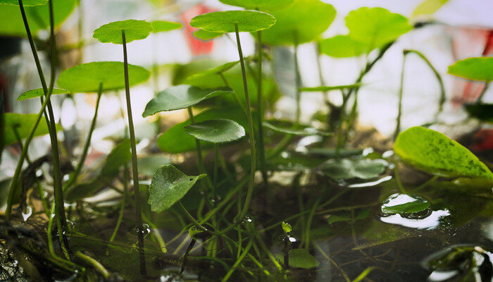 水养铜钱草需要泥巴吗