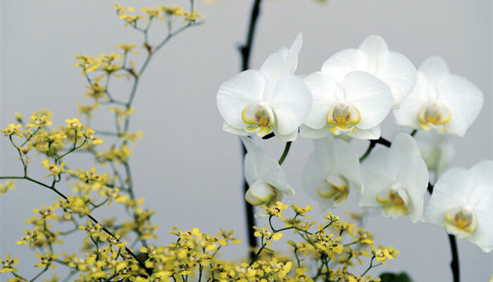 蝴蝶兰花开花时间是几点