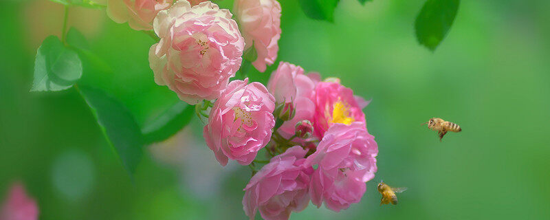 野蔷薇的花语