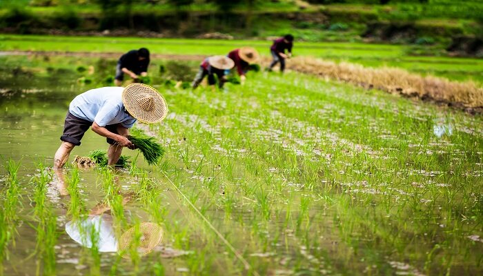 菜子油渣做肥料