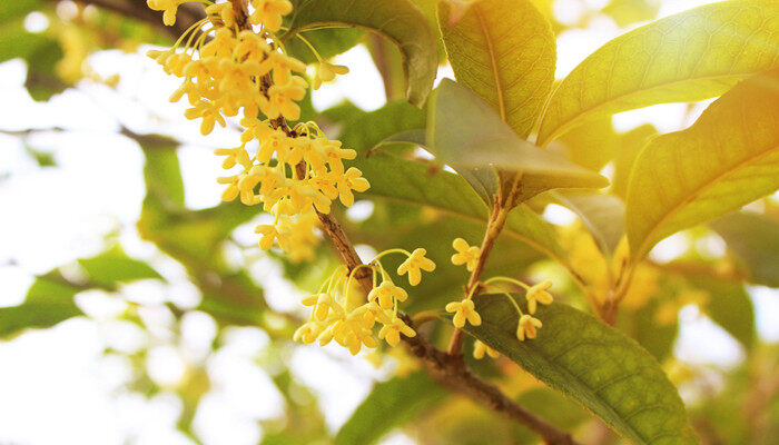 院子里种桂花树的禁忌