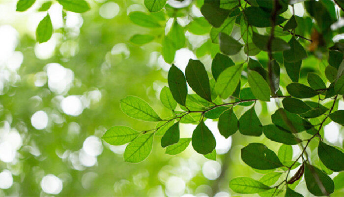 红树植物因什么被氧化而得名