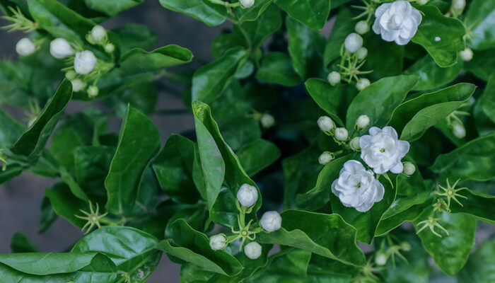 茉莉花的养护