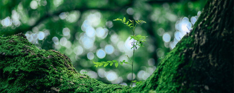 植物发黄缺少什么营养