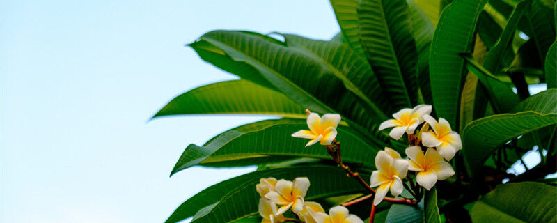 缅栀花和栀子花区别