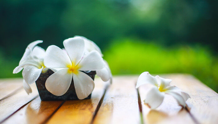 缅栀花和栀子花区别