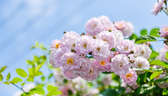 野蔷薇花语