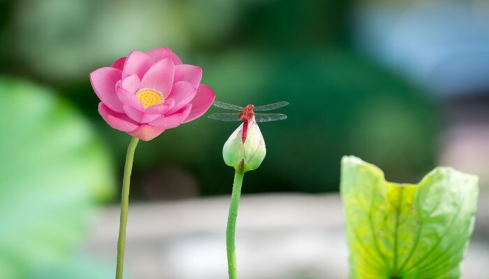 芙蕖是什么花