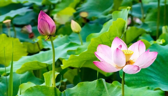 芙蕖是什么花