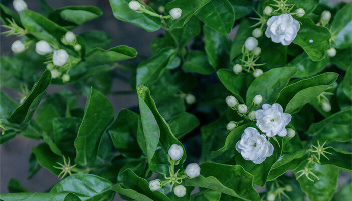 茉莉花的养殖方法