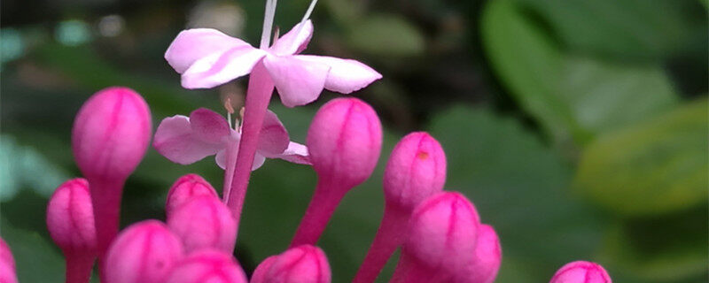 仙客来花茎变软怎么办