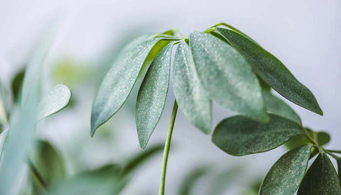 木本植物有什么特点