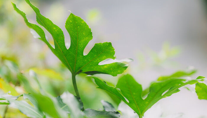 野老鹳草有毒吗