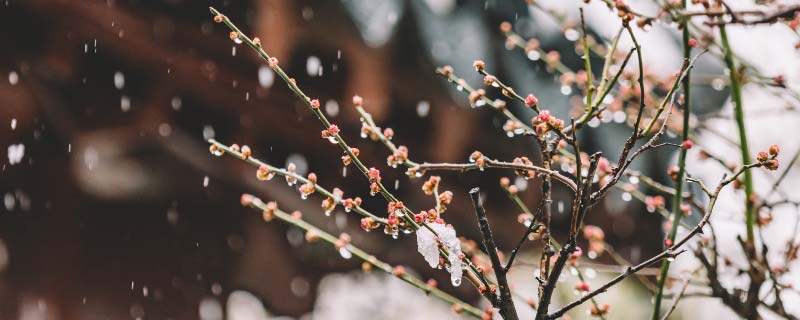 花草树木怎样过冬