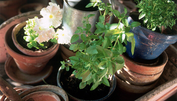 植物叶子发黄干枯是怎么回事