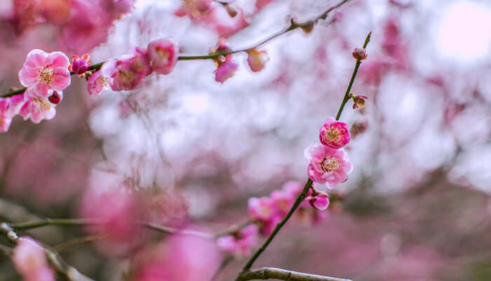 梅花形状