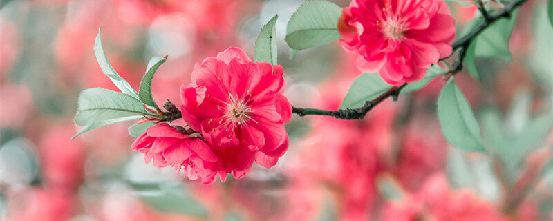 桃花的特点