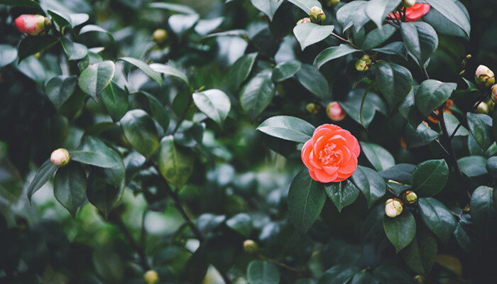 山茶花的寓意和象征