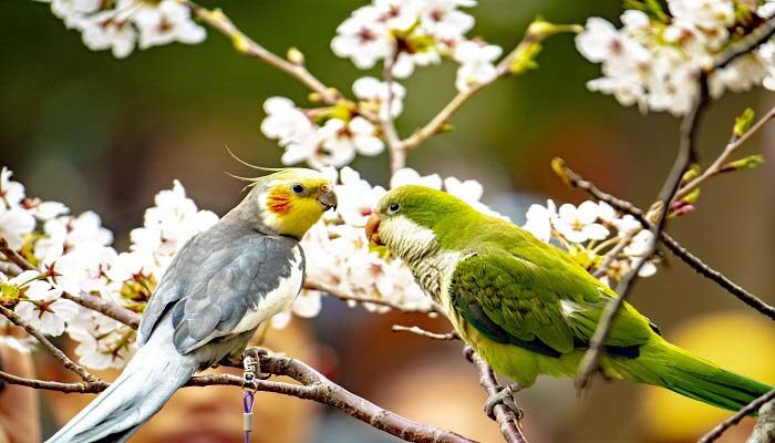 日本晚樱和东京樱花的区别