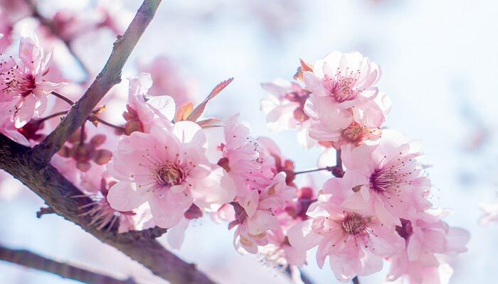 重瓣榆叶梅和桃花的区别