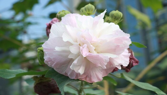 桂花芙蓉百合牵牛花哪个不是同一季节开