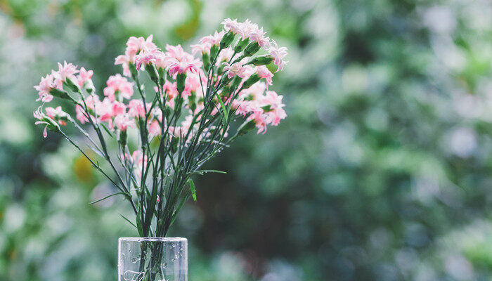 给老师送花送什么花