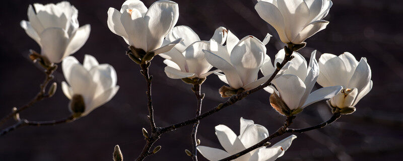 昙花花语是什么