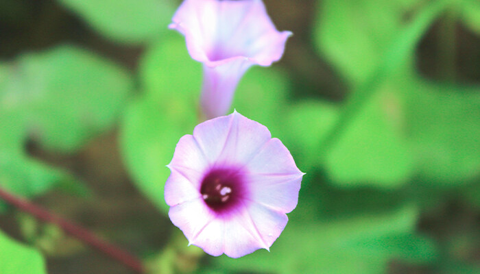 牵牛花怎么种植方法