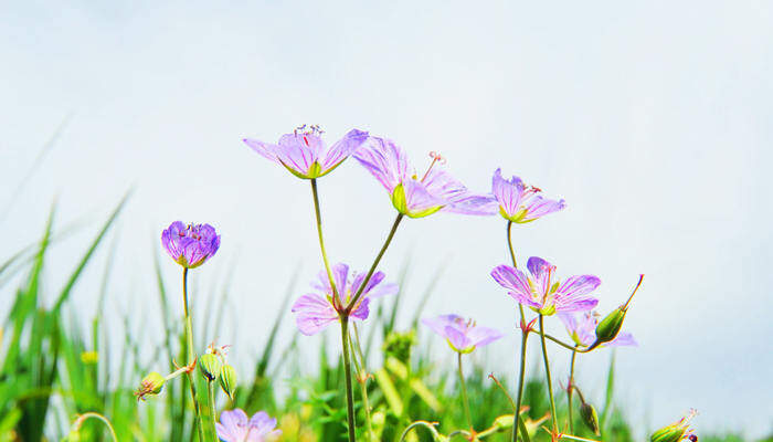 玛格丽特什么时候开花