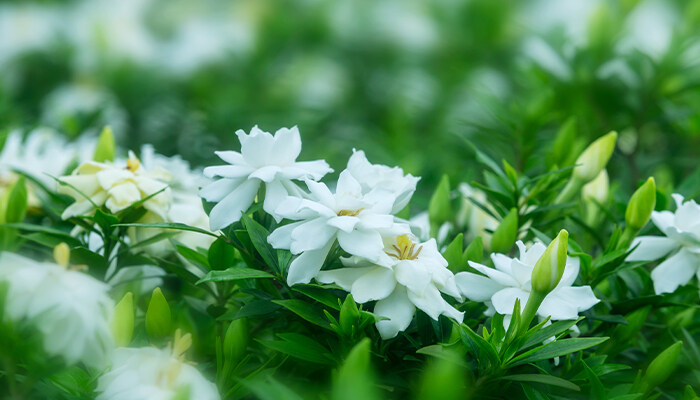 枙子花是什么时候开花