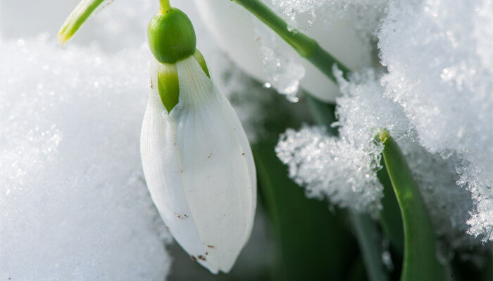 夏雪片莲花语