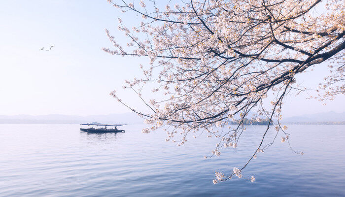 樱花代表什么含义