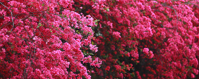 红心樱花三角梅勤花吗