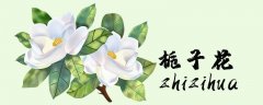 栀子花夏季休眠吗