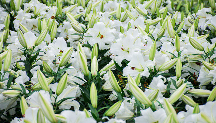 教师节送老师什么花合适