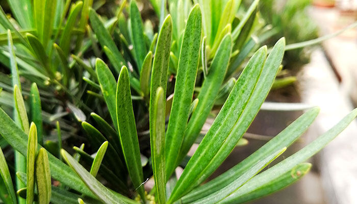 增城迟菜心种植时间和方法