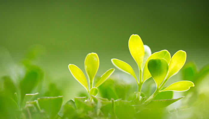 李树开花的寓意