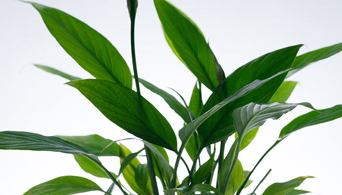 黄花梨北方能种植吗