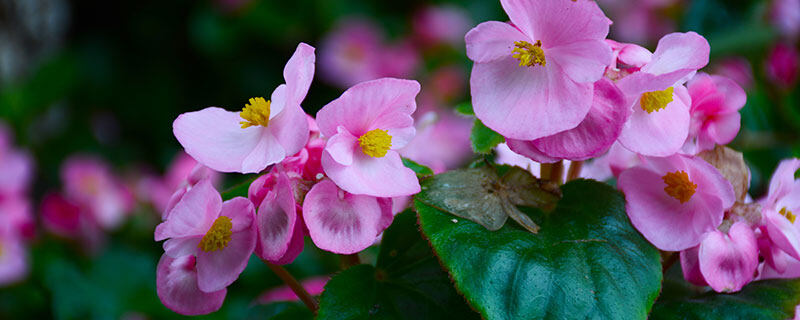 冬季的花有哪些花开