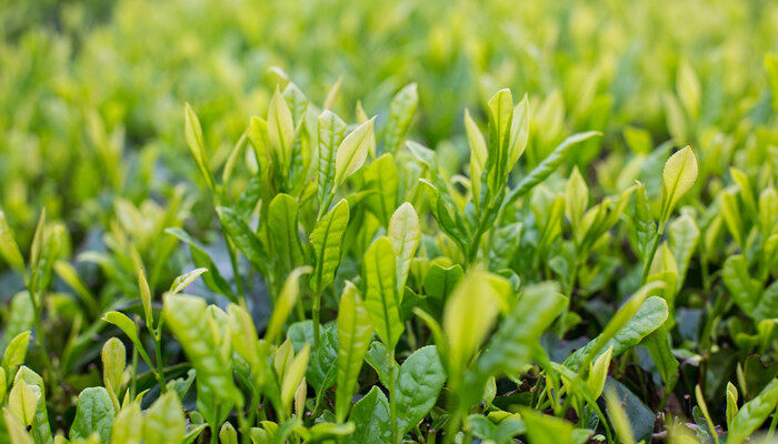 被子植物的生活环境